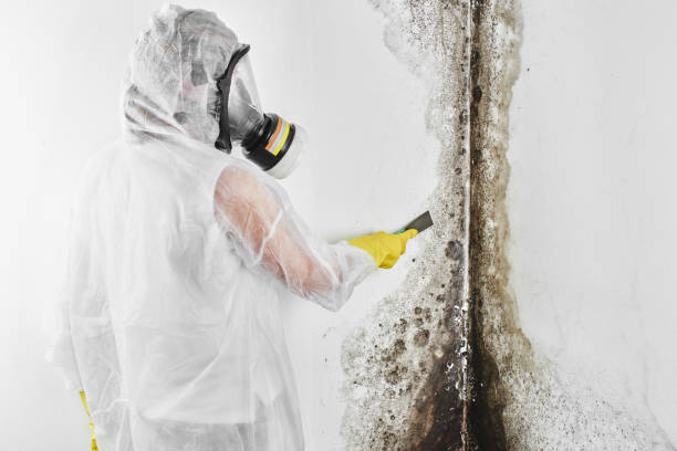 Best Residential Mold Remediation in Lionville, PA